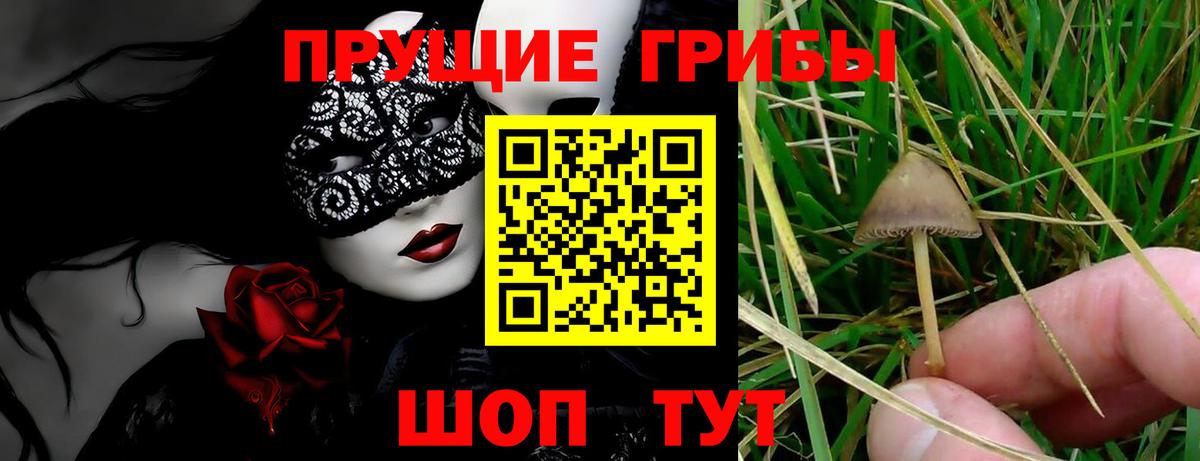 где купить наркотик  Галлюциногенные грибы Psilocybe  Вход с VPN  Михайловка 